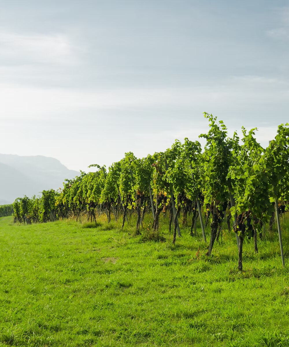 A Refined 3‑Hour Wine Journey Discovery