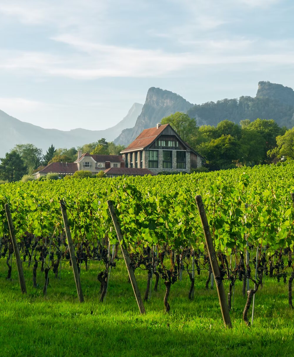Vineyards in the Graubünden region with alpine mountains in the background.
